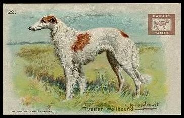 J13 22 Russian Wolfhound.jpg